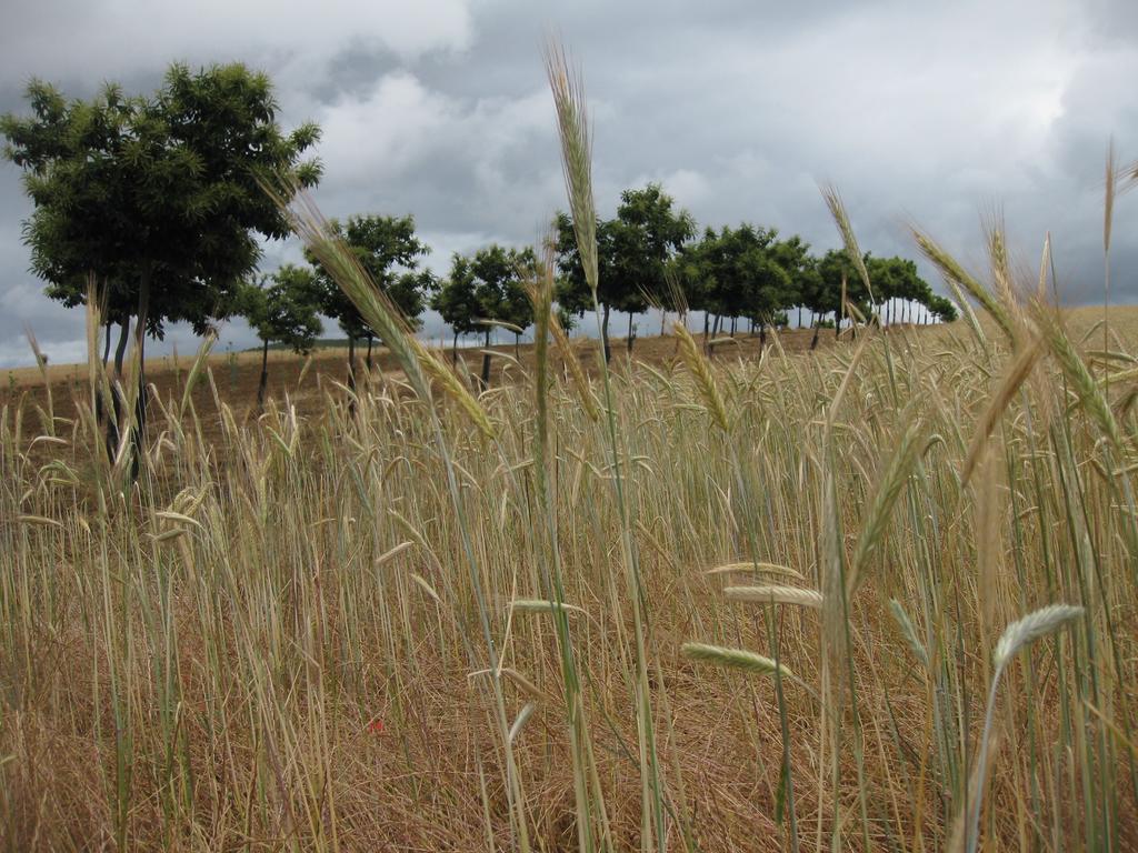 Candeias Do Souto Braganca Bagian luar foto